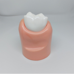 Stor Parodontitis Studiemodel 